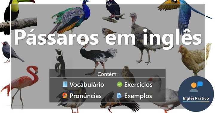 Pássaros em inglês com pronúncia e atividades - Inglês Prático